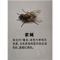 简述三种灭苍蝇办法的好坏 