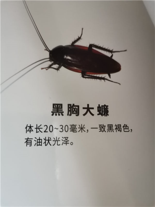 简单介绍一下蟑螂的防治方法 