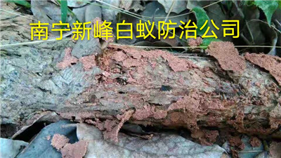 南宁园林白蚁防治中心电话是多少
