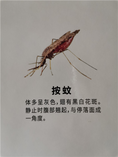 南宁灭苍蝇师傅分享蝇类防治措施