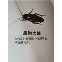 简单介绍一下蟑螂的防治方法 