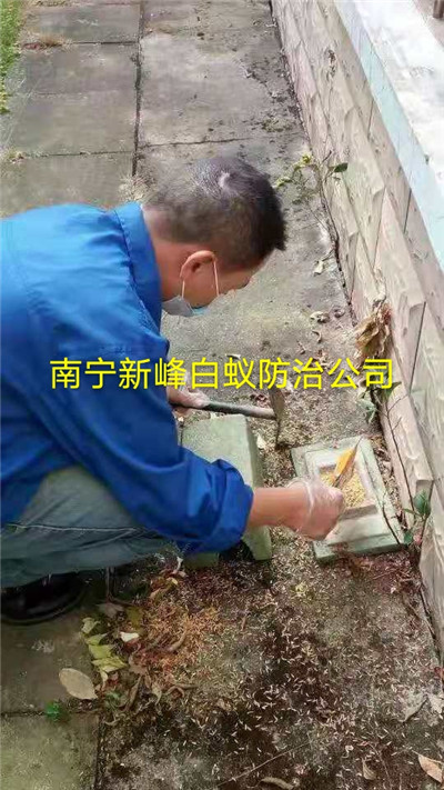 南宁市白蚁防治公司教你如何防治家庭白蚁