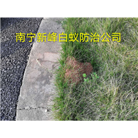 南宁哪里有红蚁防治服务