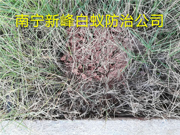 南宁红蚁防治中心电话
