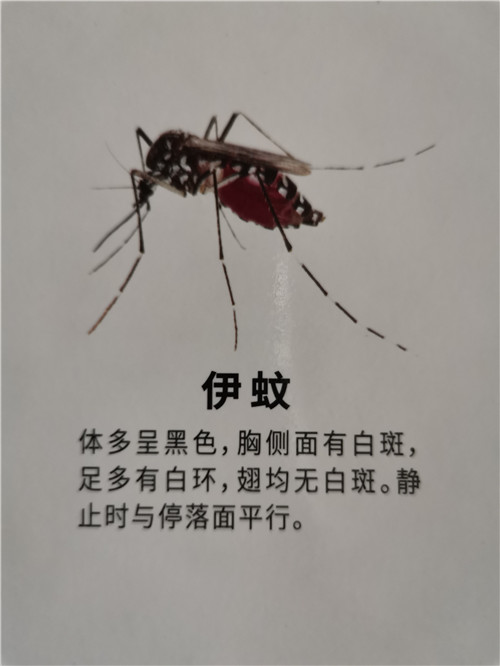 南宁灭苍蝇公司解密为什么苍蝇总是摩擦前脚