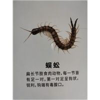 南宁蜈蚣预防治理