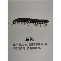 南宁马陆防治