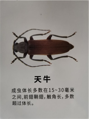 南宁天牛粉蠹防治中心