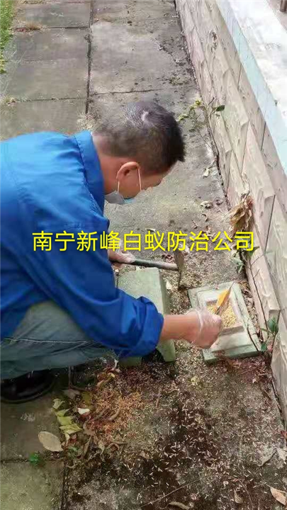 南宁老鼠防治解决方案