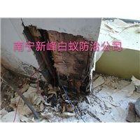 南宁市正规的白蚁防治公司