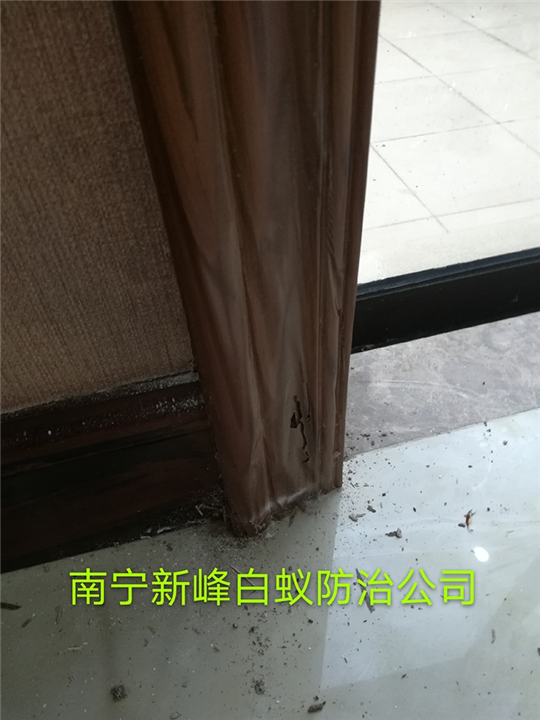 南宁白蚁治理 