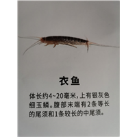 南宁衣鱼防治