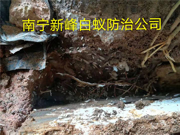 南宁更专业的白蚁防治公司