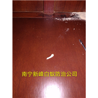 南宁粉蠹防治中心电话