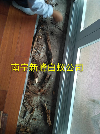 南宁白蚁防治公司用哪些工具灭治白蚁危害