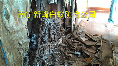 南宁市白蚁防治公司排行榜