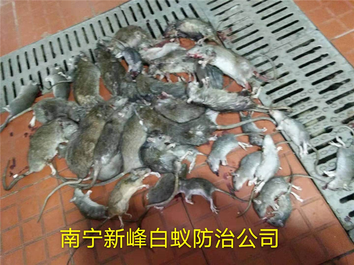南宁老鼠防治公司提醒老鼠危害很大