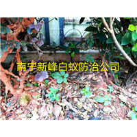 南宁哪家白蚁防治专门做园林白蚁防治