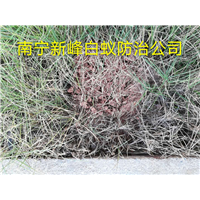 南宁正规红蚁防治公司