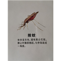 南宁灭苍蝇师傅分享蝇类防治措施