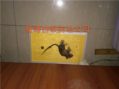 南宁灭鼠公司讲解关于鼠害得那些事