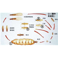 南宁杀白蚁预防白蚁危害发作