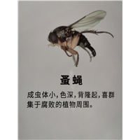 南宁有害生物防治公司哪家更专业