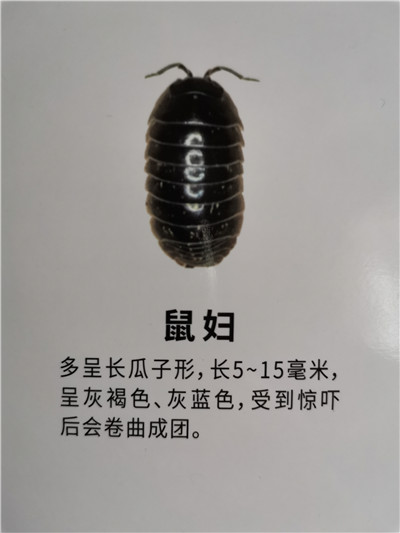 南宁鼠妇防治