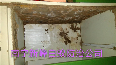南宁市白蚁防治如何收费的