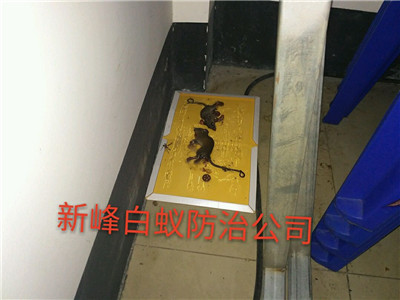 南宁灭鼠公司用鼠洞灭鼠方法介绍