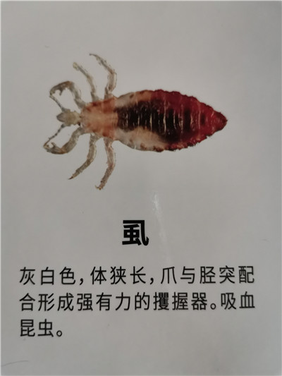 除四害的两大准则是什么 