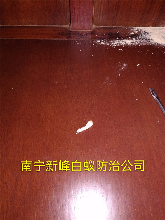 南宁粉蠹防治中心电话