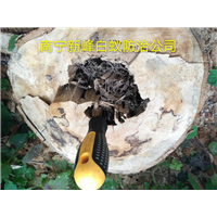 南宁白蚁灭治**方法是控制白蚁繁殖危害 
