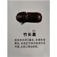 南宁天牛粉蠹防治公司电话多少