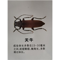 南宁天牛粉蠹防治中心