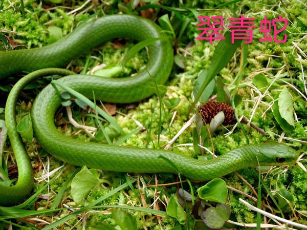 南宁蛇类防控哪家更专业些