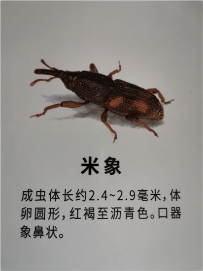 南宁米象防治