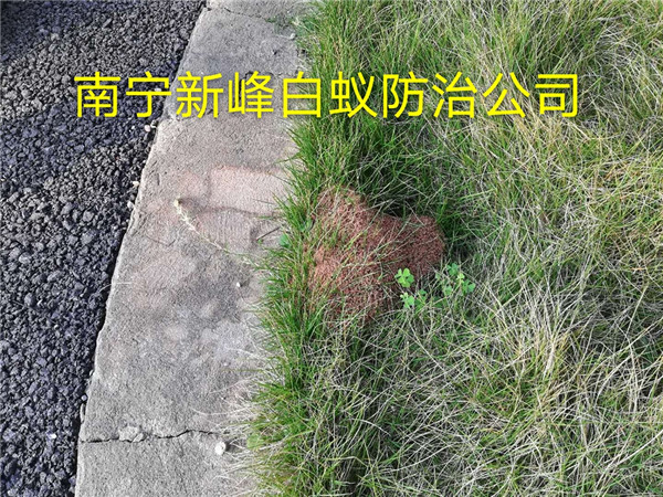 南宁哪里有红蚁防治服务