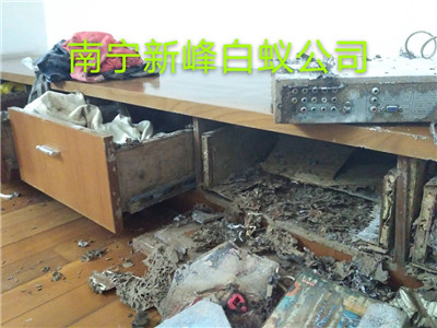 南宁白蚁防治公司分析白蚁与蚂蚁有哪些区别