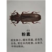 南宁天牛粉蠹防治公司分享它喜欢吃什么