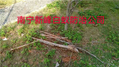 南宁园林白蚁预防治理找谁呢