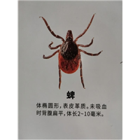 南宁蜱虫防治