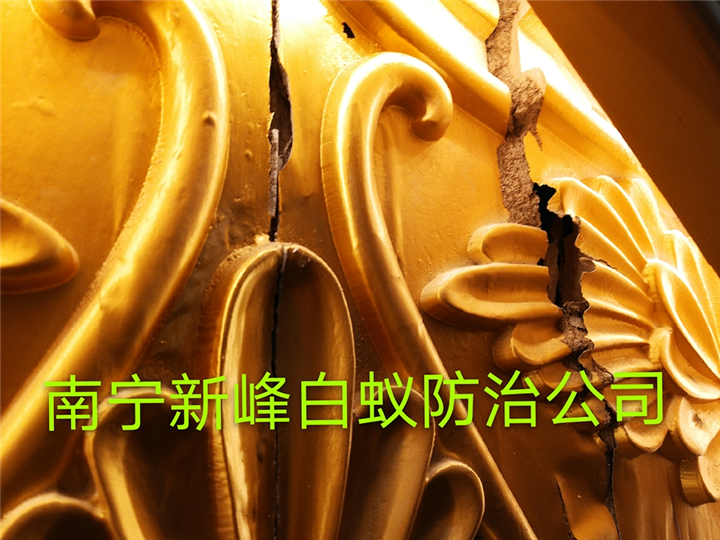 南宁灭白蚁 