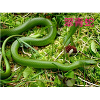 南宁蛇类防控哪家更专业些