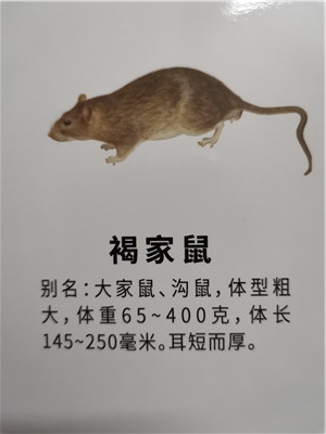 城镇灭鼠找正规南宁灭鼠公司