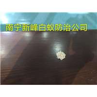 南宁粉蠹防治