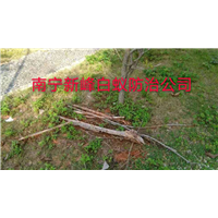 南宁园林白蚁预防治理找谁呢