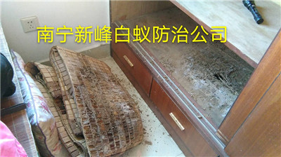 了解的南宁白蚁防治常识