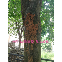 南宁四害消杀公司怎么防蚊灭蚊