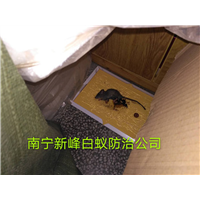 南宁城市灭鼠的注意事项